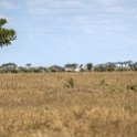 TZA MAR SerengetiNP 2016DEC24 VisitorCentre 023 : 2016, 2016 - African Adventures, Africa, Date, December, Eastern, Mara, Month, Places, Serengeti National Park, Serengeti Visitors Centre, Seronera, Tanzania, Trips, Year